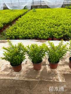 高度25厘米满天星