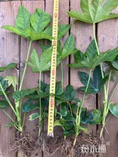 高度40厘米八角金盘小苗