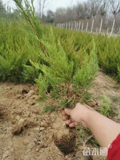 高度60厘米龙柏