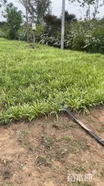 高度20厘米金边麦冬