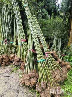 地栽苗刚竹