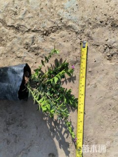 高度20厘米满天星