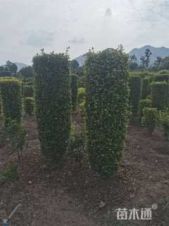 高度180厘米金禾女贞柱