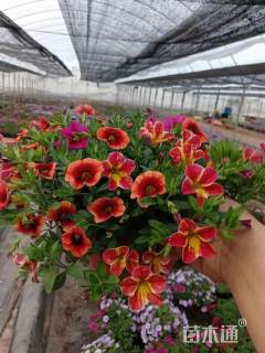 高度10厘米矮牵牛