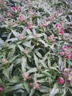 高度12厘米金鱼草