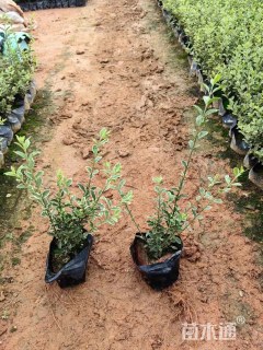 高度30厘米金边黄杨小苗