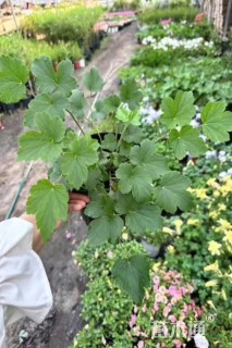高度15厘米秋牡丹