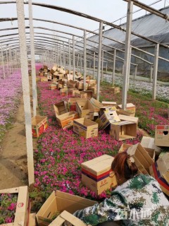 高度10厘米丛生福禄考