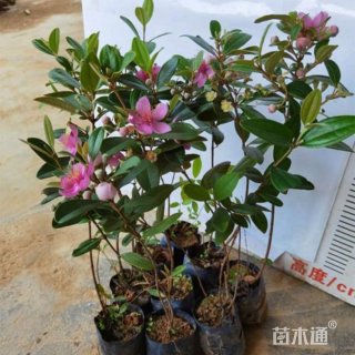 高度40厘米桃金娘