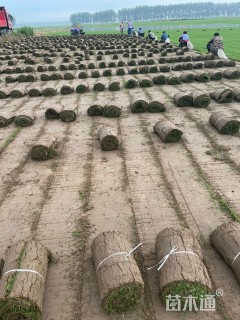 草卷状百慕大草