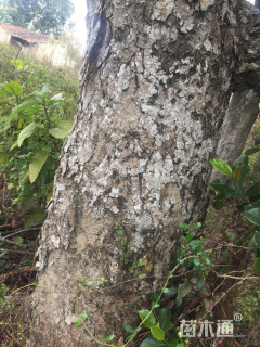 70公分荔枝树