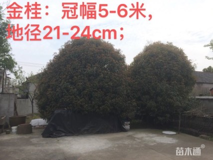 20公分桂花