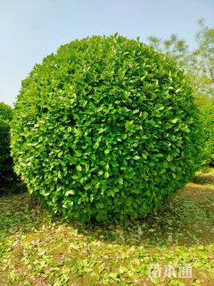 冠幅220厘米卫矛球