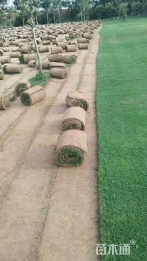 草卷状百慕大草