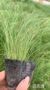 高度30厘米细叶针芒