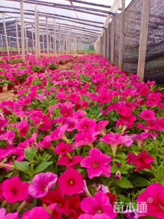 高度25厘米矮牵牛