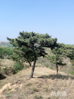 高度600厘米黑松