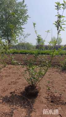 高度60厘米连翘