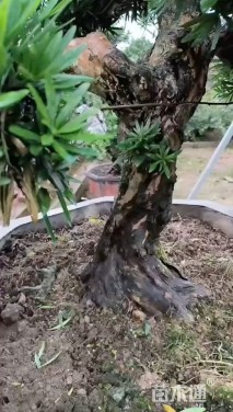 12公分花叶富贵榕