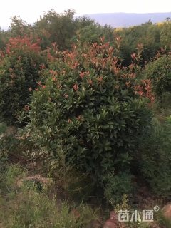 冠幅1500厘米红叶石楠球