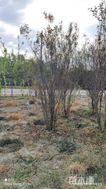 高度250厘米丛生石榴