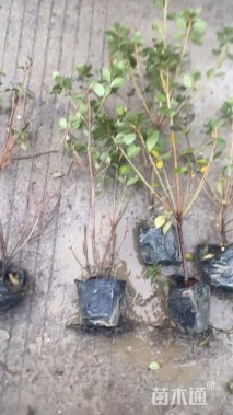 高度40厘米夏鹃