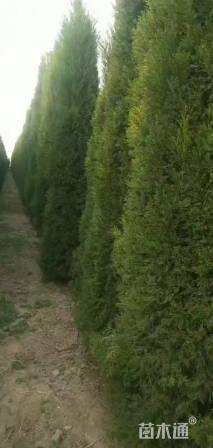 高度450厘米蜀桧