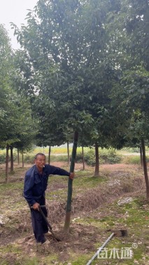 6公分香樟