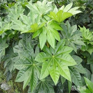 高度50厘米八角金盘小苗