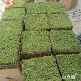 高度2厘米青绿苔草