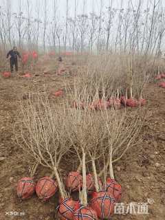 高度150厘米花石榴