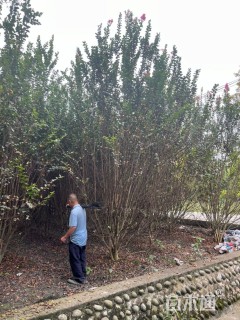 高度300厘米丛生紫薇