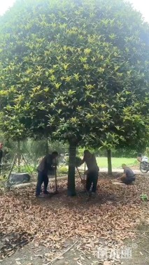 18公分桂花