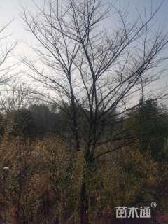 20公分染井吉野樱