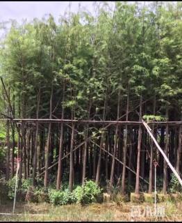 5公分水杉