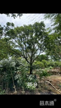 35公分麻楝