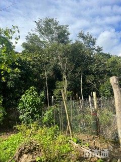 12公分海南黄花梨