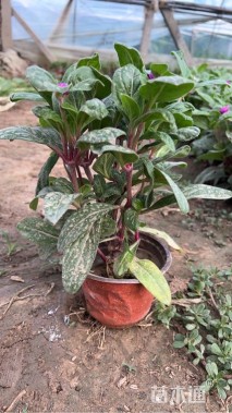 高度20厘米千日红