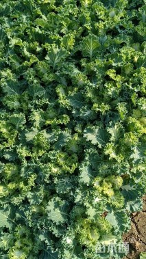 高度15厘米羽衣甘蓝