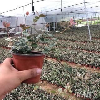 25厘米花叶络石小苗