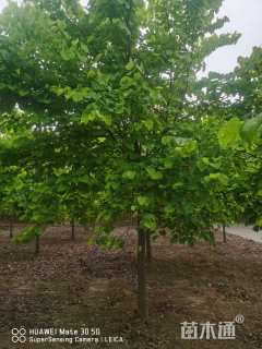 高度450厘米紫荆