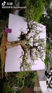 高度85厘米九里香