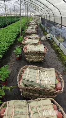 高度25厘米绣球