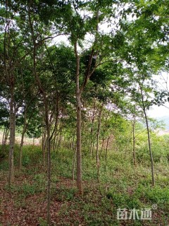 10公分朴树