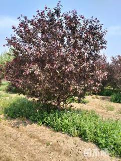 14公分王族海棠