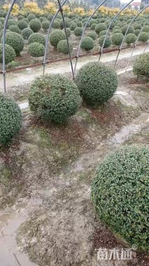 高度50厘米川滇蜡树