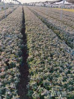 高度50厘米金丝桃小苗