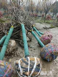 15公分日本晚樱