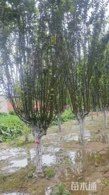 7公分西府海棠