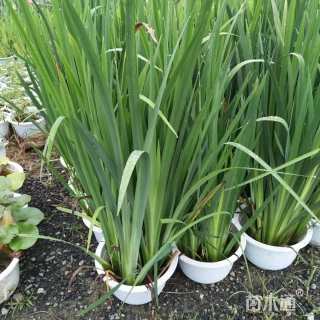 高度70厘米水生鸢尾